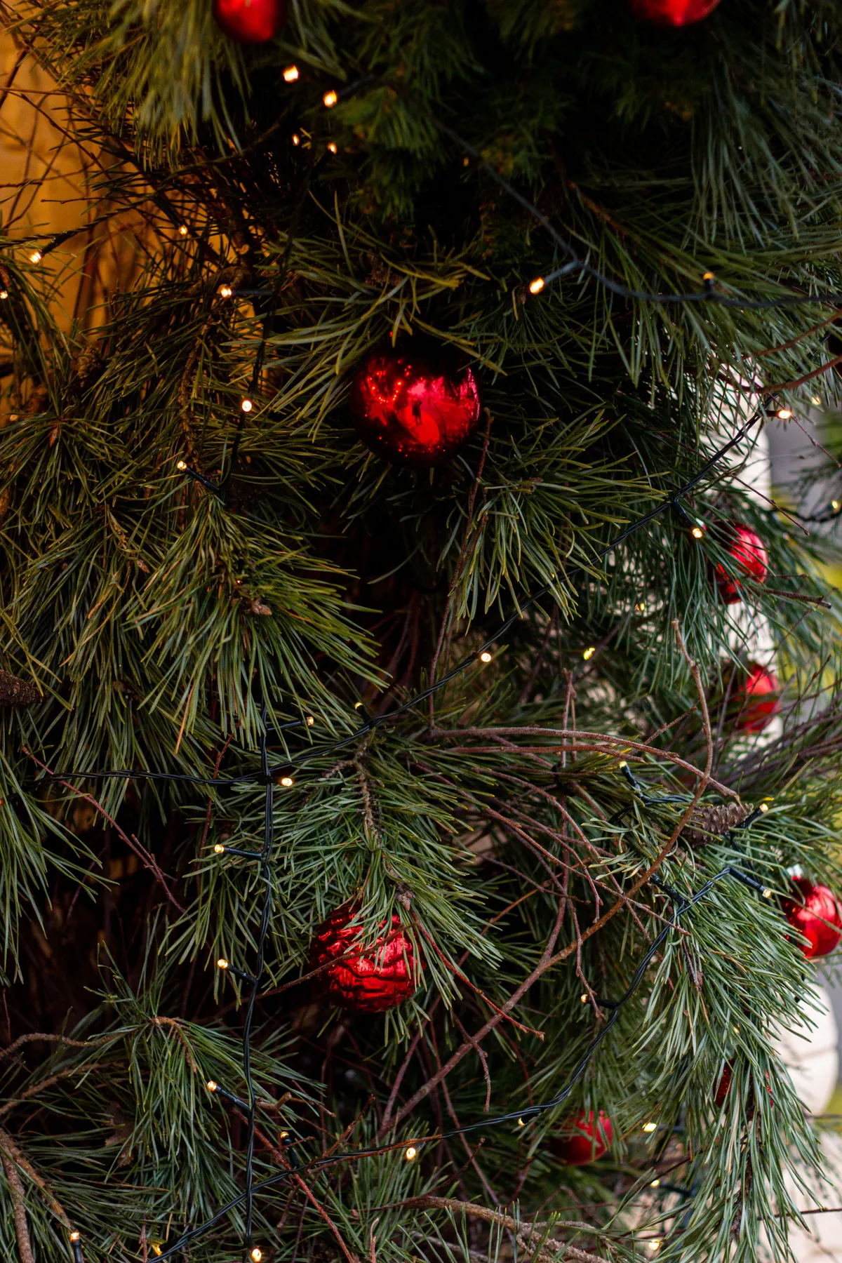 Close-up of a Christmas tree adorned with red baubles and lights in festive holiday décor.