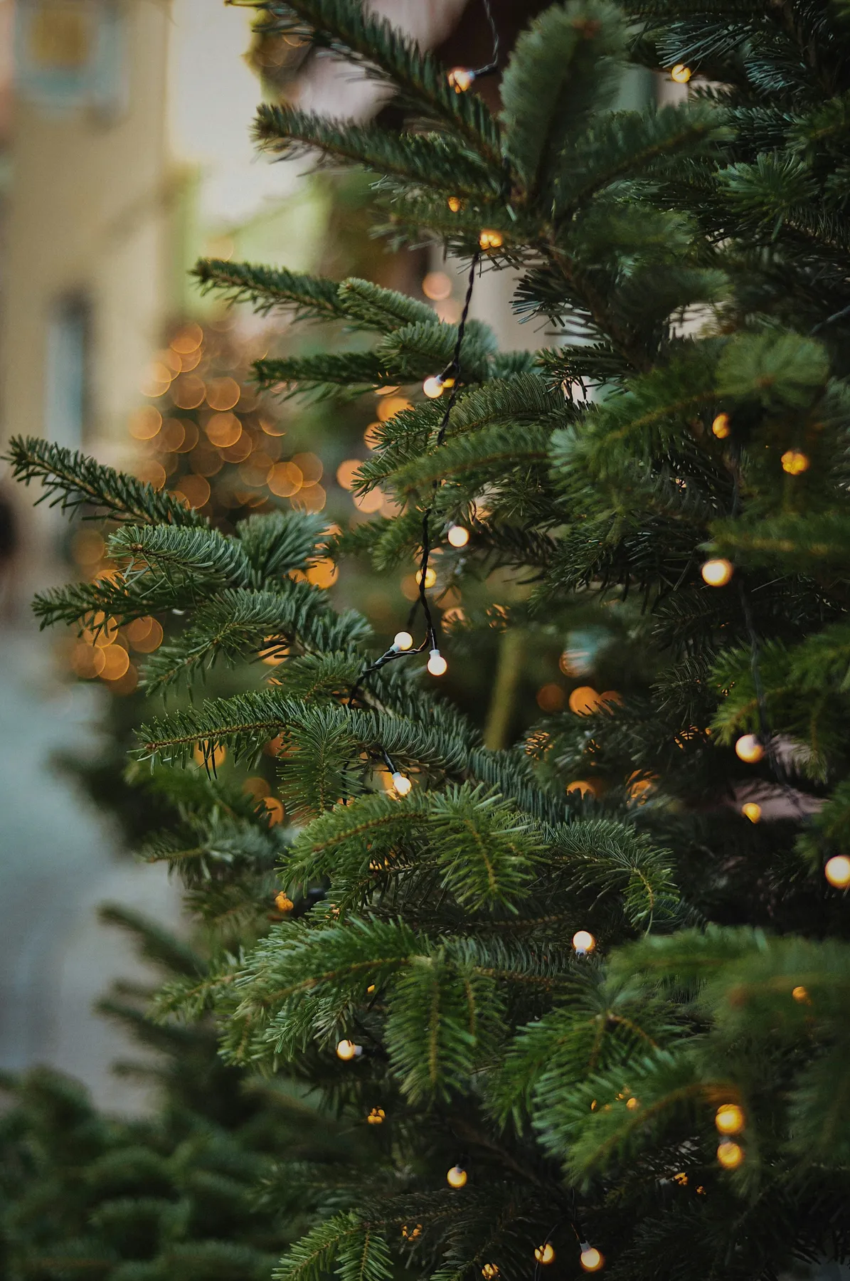Close-up of a decorated christmas tree with lights - Free Photo on Unsplash