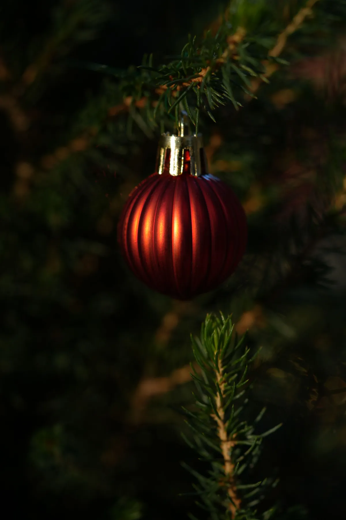Close-up of a red Christmas ornament hanging on a pine tree branch, captured in a dark, festive setting.
