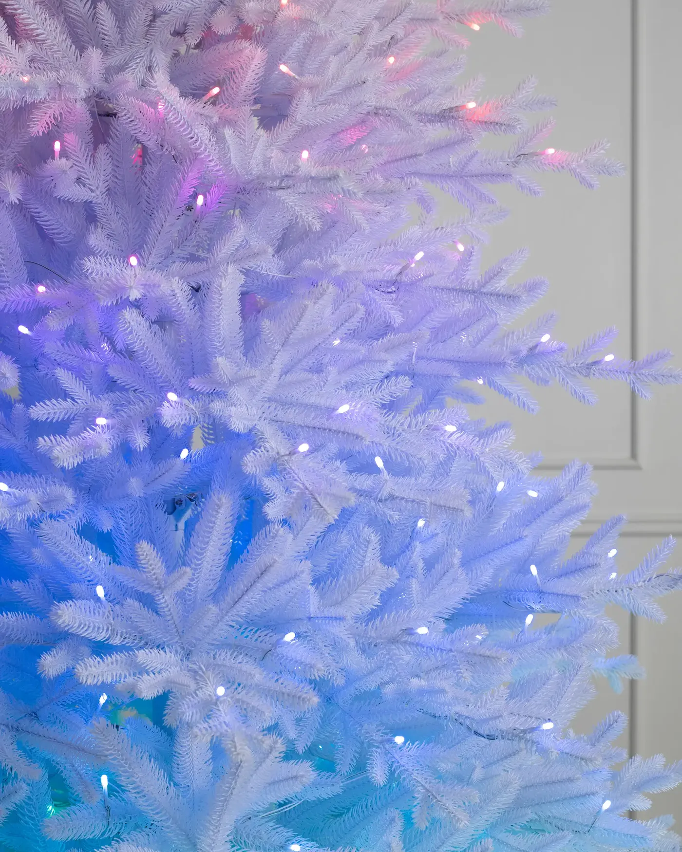 Denali White® Christmas Tree - Grow Xmas Trees