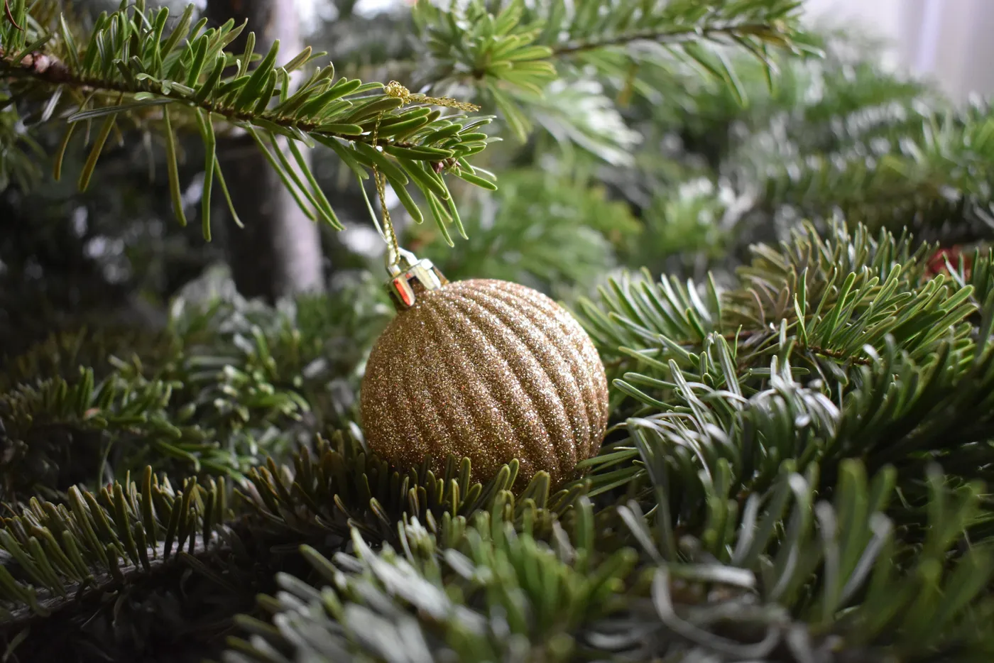 Sparkling golden bauble hanging on a green fir tree branch, perfect for festive holiday decoration.