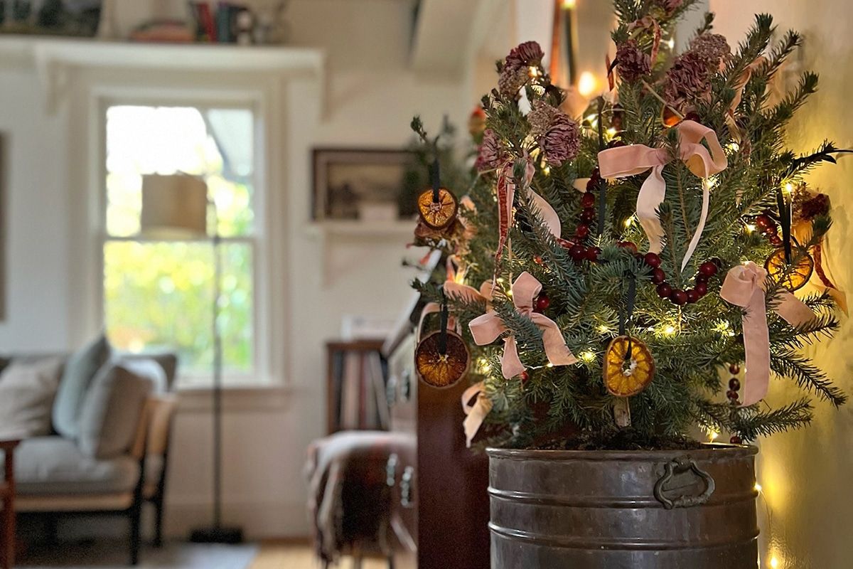 Tips for Decorating With a Living Christmas Tree - 7 Dees