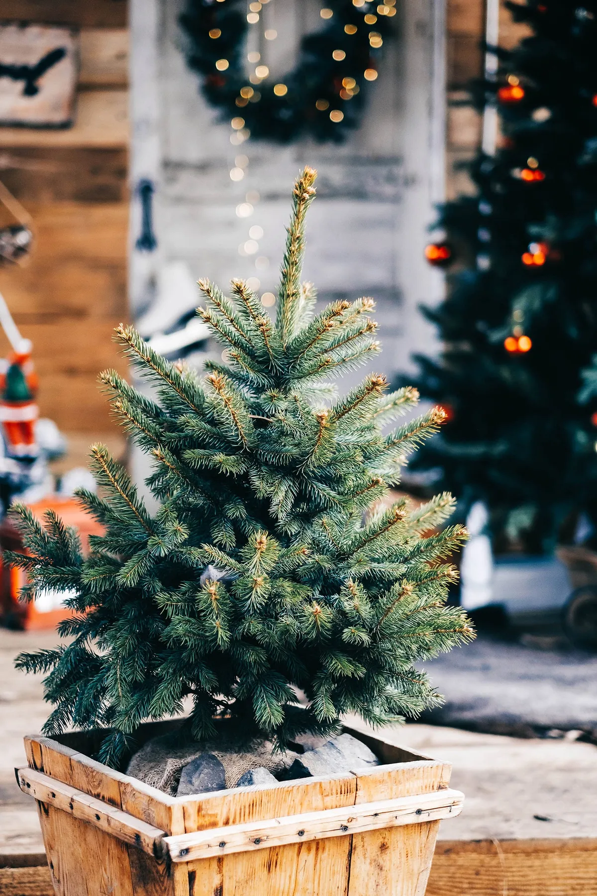 Your Guide to Live Potted Christmas Trees—From Indoor Display to Outdoor  Planting - Garden Betty